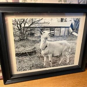 Framed Black and White Goat Photograph